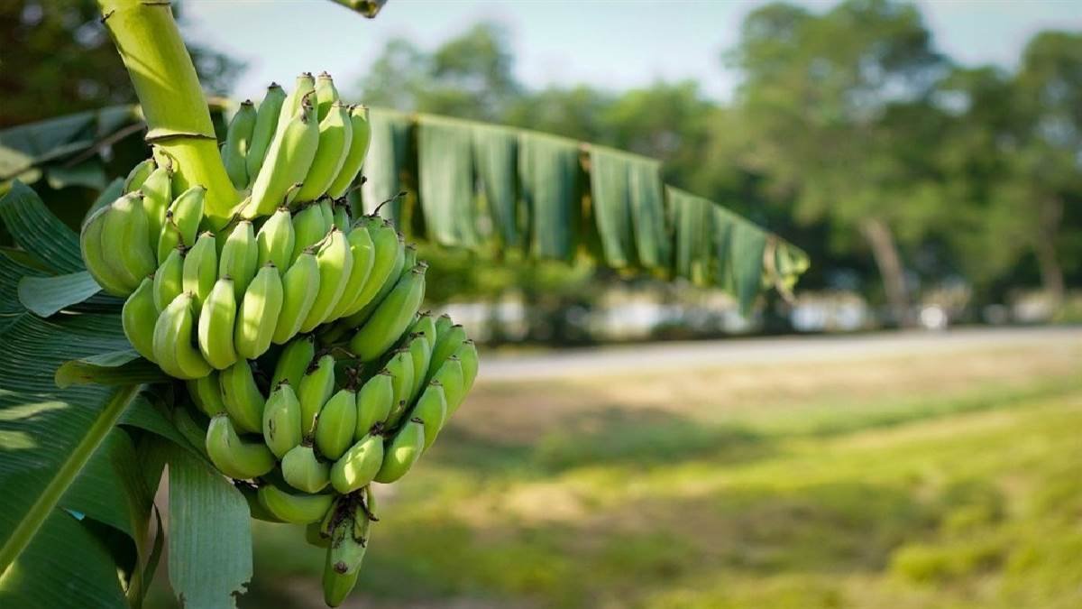 Banana Farming: केले की खेती कर कम लागत में होगा बम्फर मुनाफा जानिए पूरी खबर