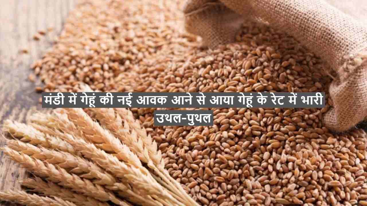 Wheat Mandi Bhav