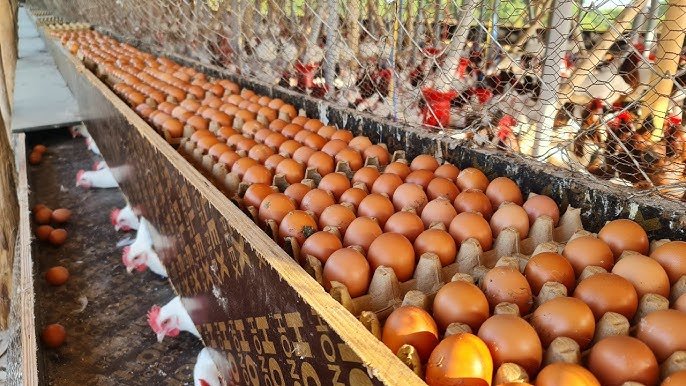 Poultry Egg:इन मुर्गियों के पालन से किसान भाई हो जायेगे मालामाल, इनके अंडो से होंगी लाखो की कमाई, जाने पूरी जानकारी